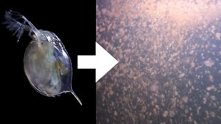 How I Culture Daphnia [upl. by Octavus]