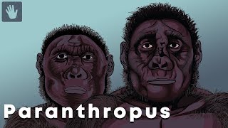 Paranthropus Evolution [upl. by Sheila14]