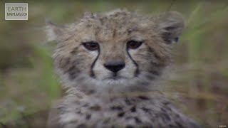 Cute Cheetahs Learn To Hunt  Amazing Animal Babies  Earth Lab [upl. by Adnoyek626]