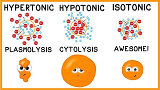 Hypertonic Hypotonic and Isotonic Solutions [upl. by Ycniuqal]