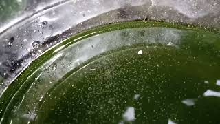 DAPHNIA MOINA CULTURE IN A SMALL BUCKET [upl. by Abbotson609]