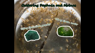 How To Culture Daphnia and Moinas using Green Water Spirulina powder [upl. by Rusell]