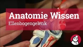 AnatomieWissen Ellenbogengelenk [upl. by Irtimid]