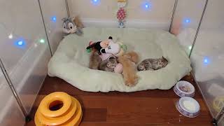 LIVE STREAM  Kittens [upl. by Lledniw]