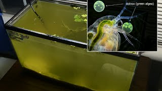 Raising Daphnia for the Freshwater Aquarium [upl. by Niko144]