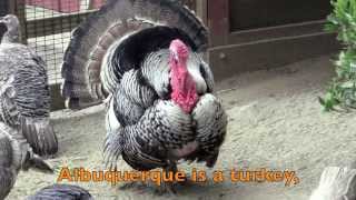 Albuquerque Turkey  Childrens Song  THANKSGIVING [upl. by Gelasias]