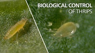 Biological control of thrips  Neoseiulus cucumeris [upl. by Yartnod]