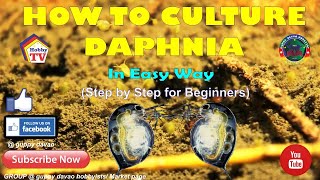 HOW TO CULTURE DAPHNIA In Easy Way [upl. by Eilerua]