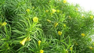 Amazing Native Plants  Pacha ganneru yellow oleander  Thevetia peruviana [upl. by Arimas]